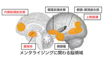 メンタライジングに関わる脳領域