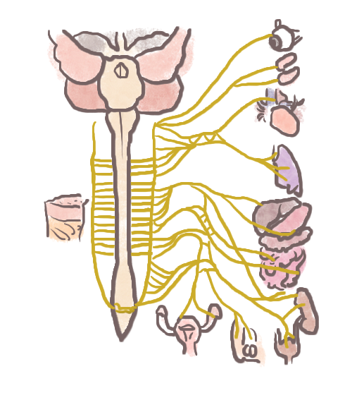 体の中の交感神経
