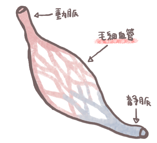 毛細血管と赤面症の関係