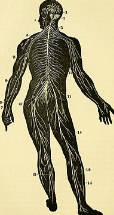 ナーバス,神経の図