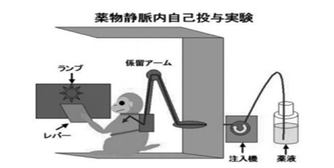 薬物自己投与実験サルにおける