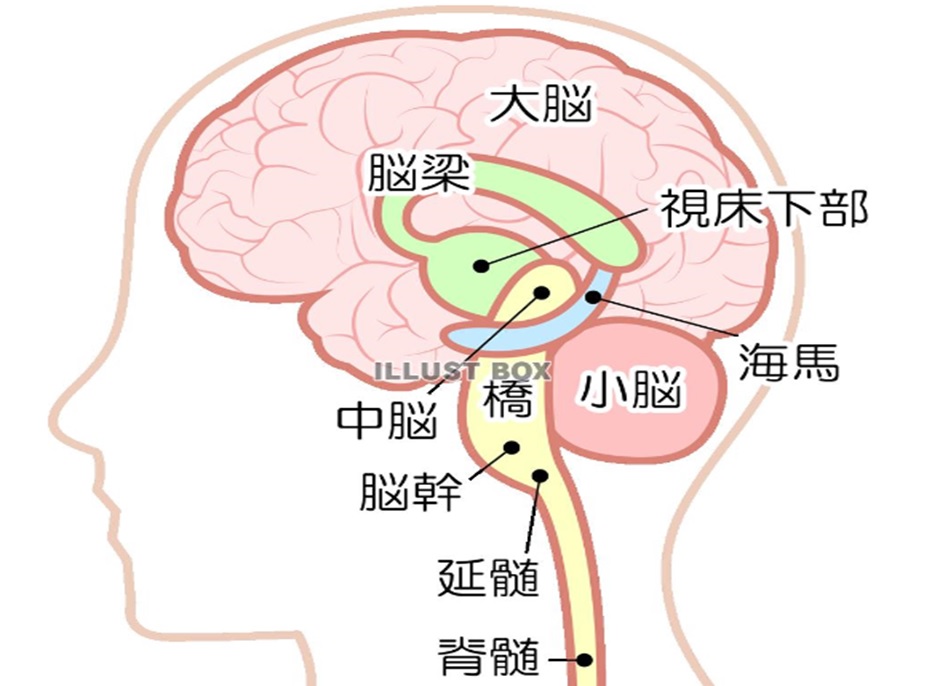 脳の各機能