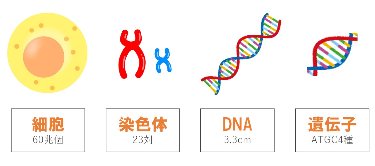 遺伝について解説