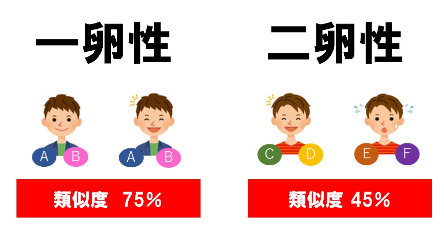 一卵性と二卵性の比較