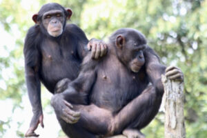 チンパンジー　婚姻スタイル　乱婚