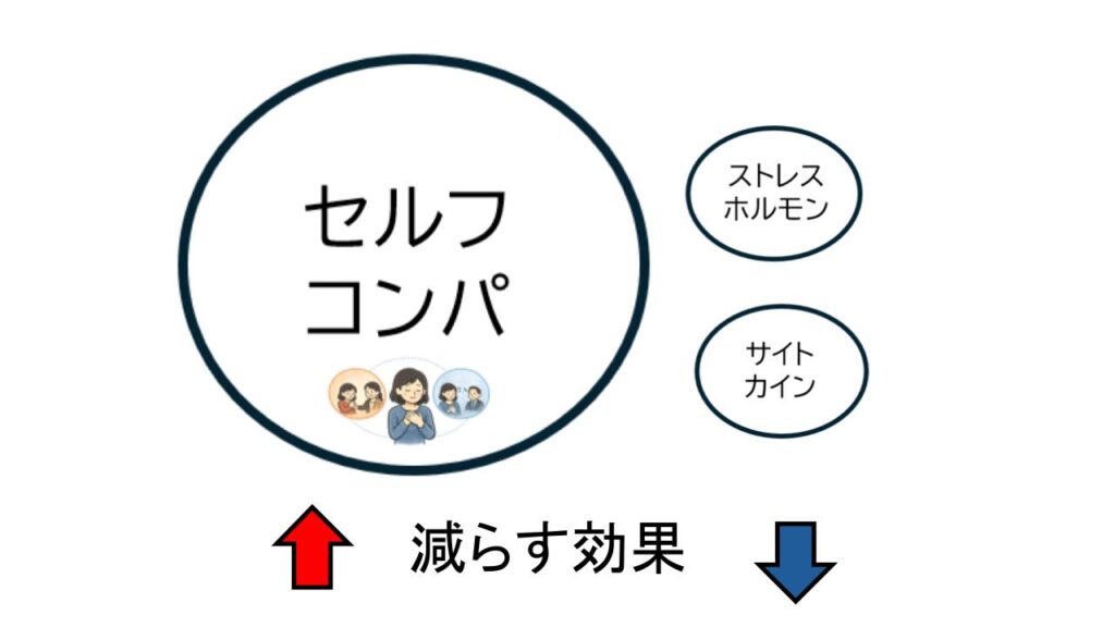 セルフコンパッションと免疫系の関係を示す研究図