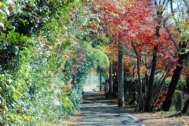 はけの道,紅葉ウォーキング