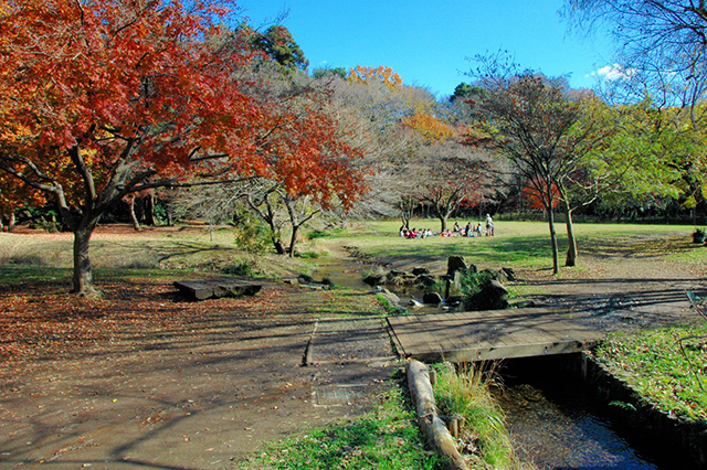 はけの道,紅葉ウォーキング