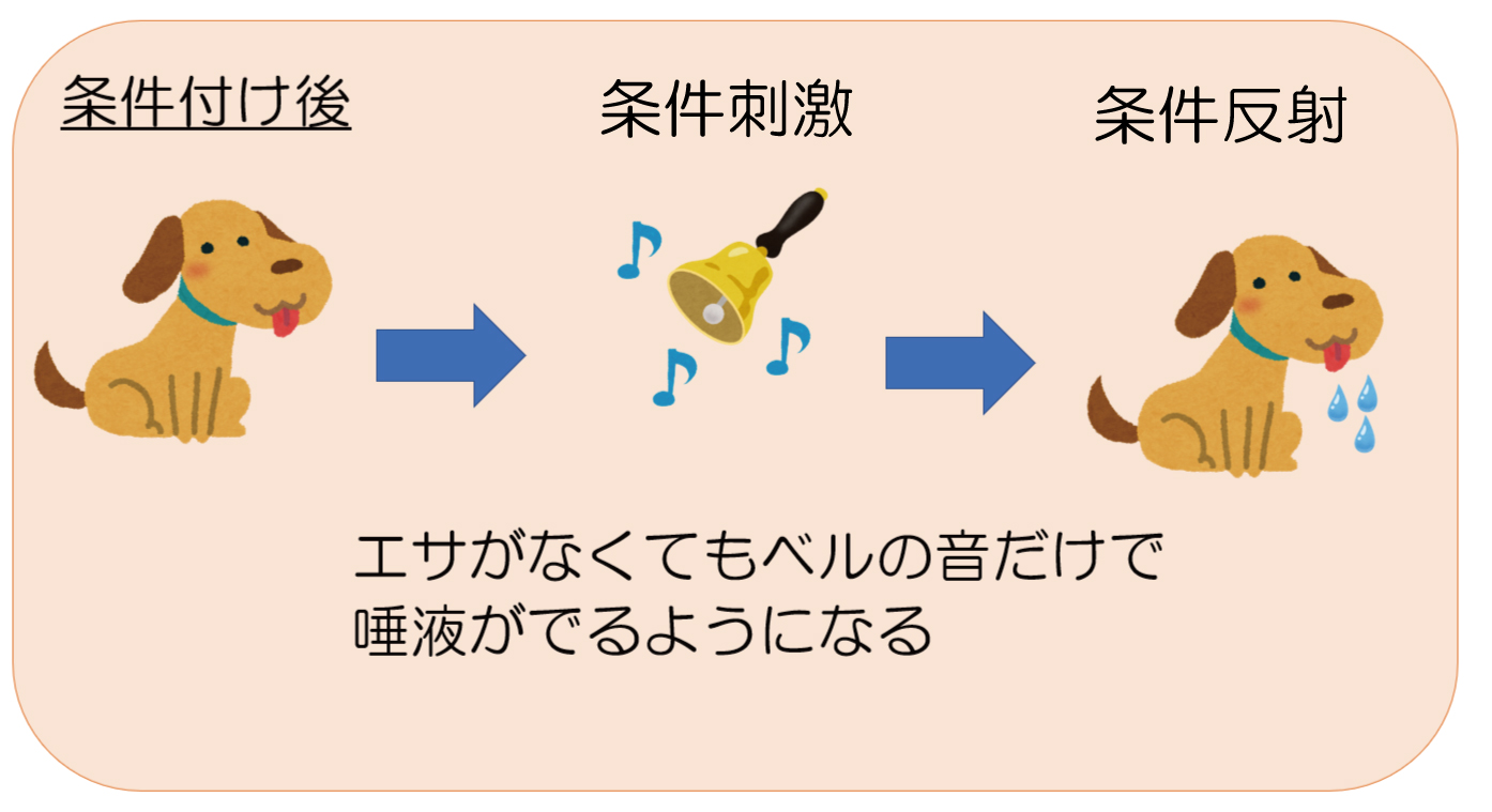 古典的条件づけ後