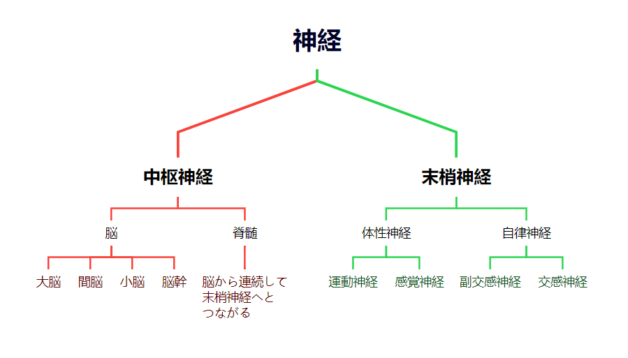 神経